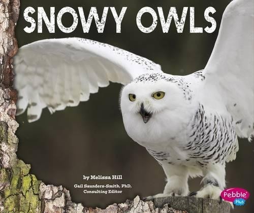 Melissa hill snowy owls - hill,
